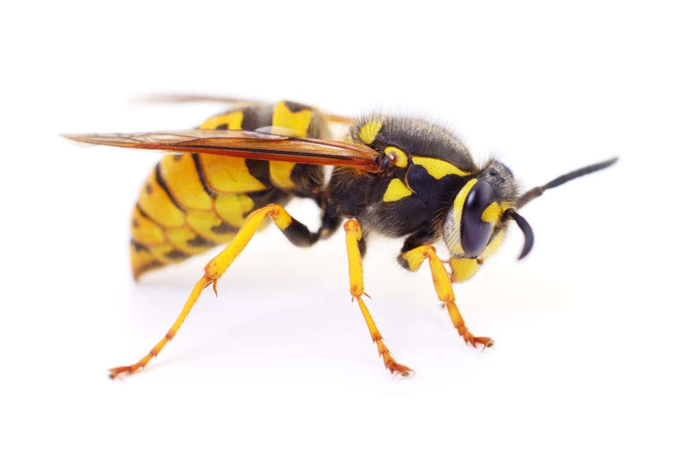 wasp removal service Kitchener