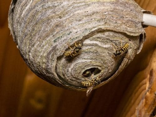 What's the best way to get rid of a wasp nest