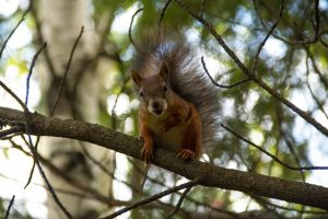 Are Red Squirrels More Aggressive than Other Squirrels