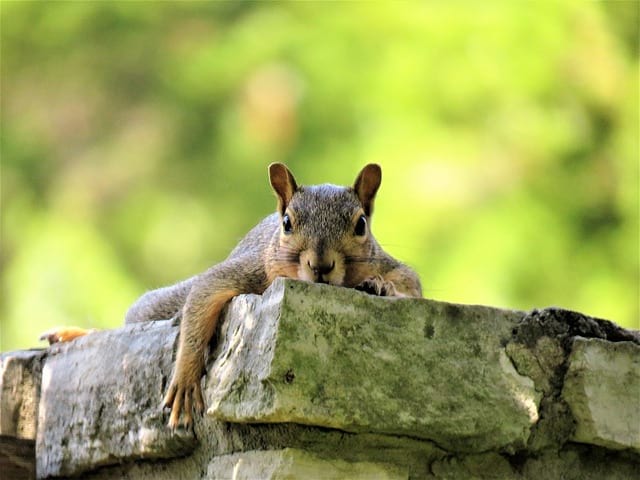 Are There Any Places Other than the Attic Where Squirrels Will Stay