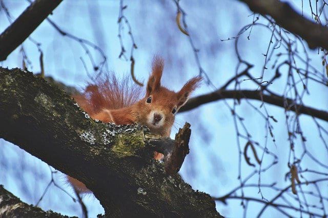 Common Entry-points for Squirrels