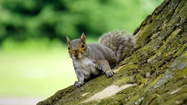 Do Heatwaves Have an Effect on Squirrels