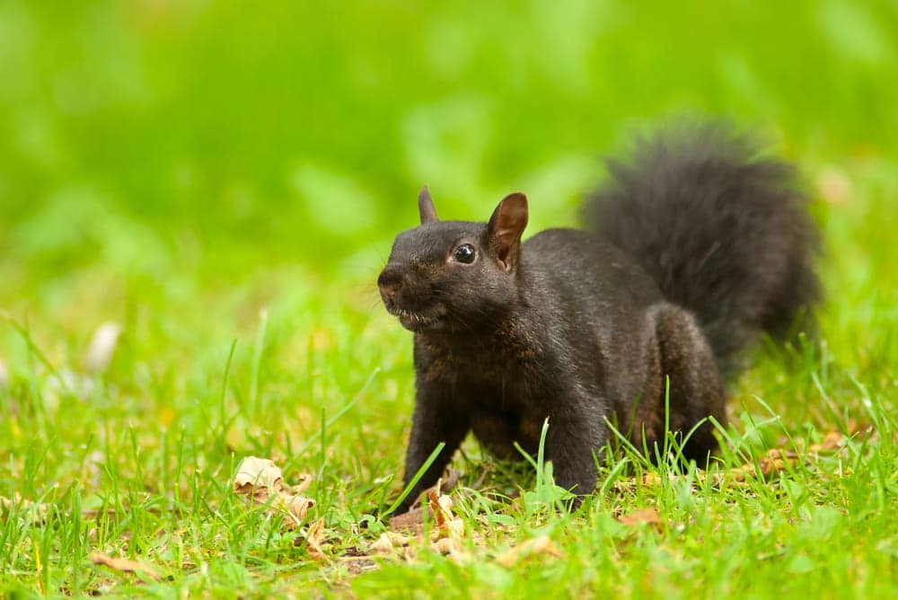 How do I Get Rid of a Squirrel in my Walls?