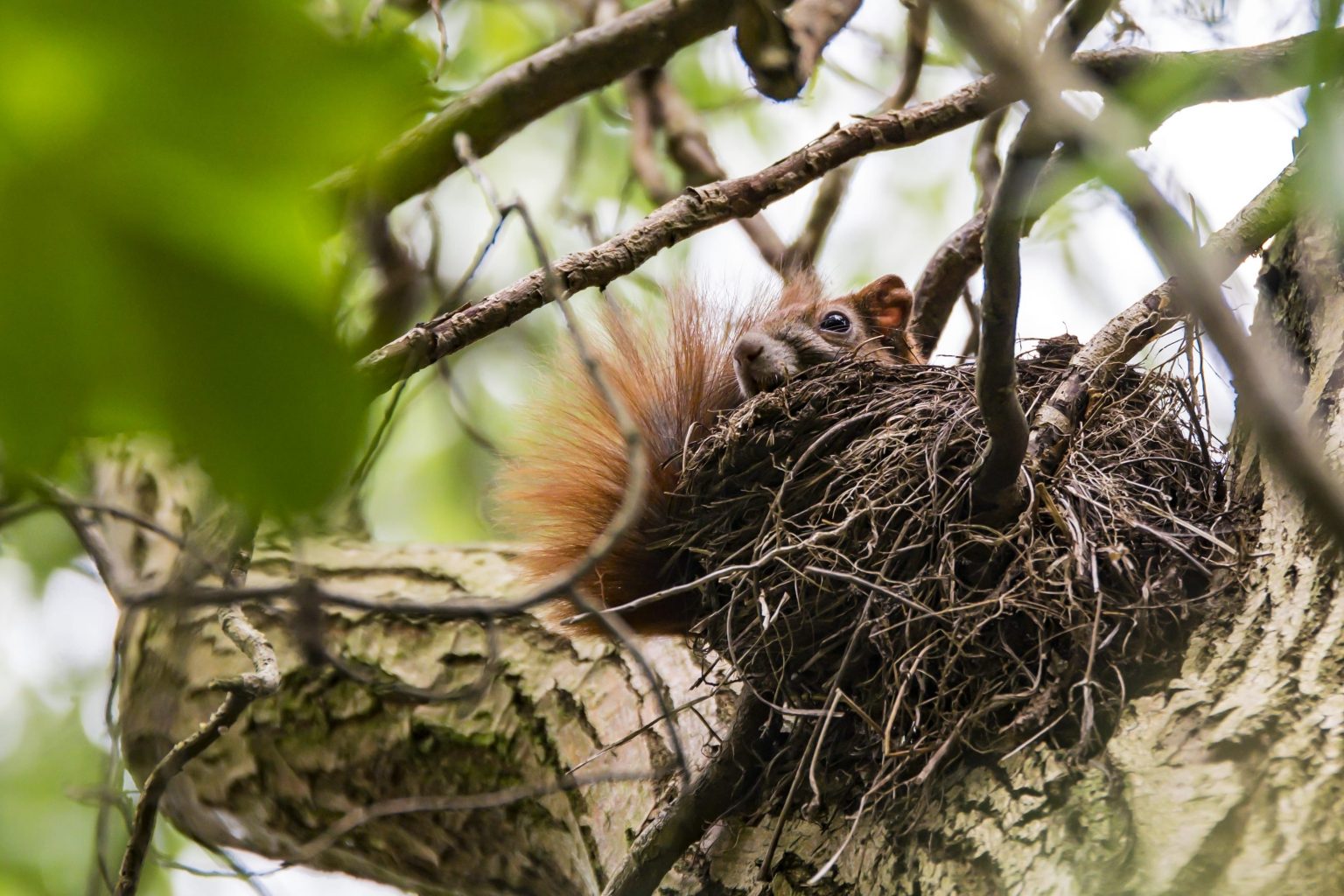 Large Squirrel Nests in Your Trees - What to Do About Them