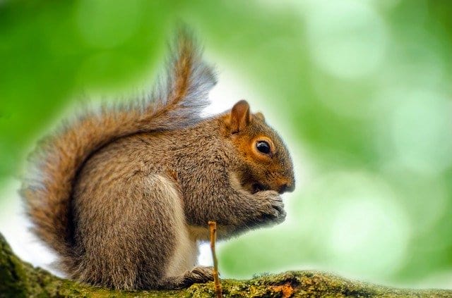 Is it Bad to Feed Squirrels Nuts