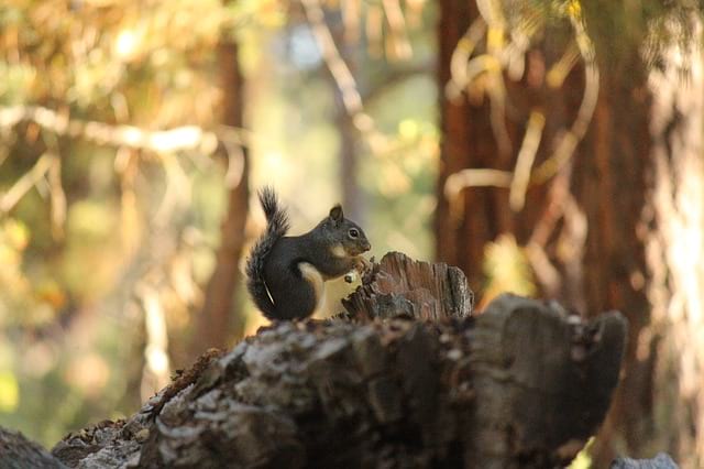 Is it Legal to Hunt Squirrels in Ontario