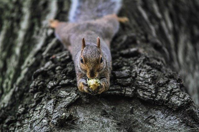 What is the Best Way to Deter Squirrels After Giving Them Food for a Long Time