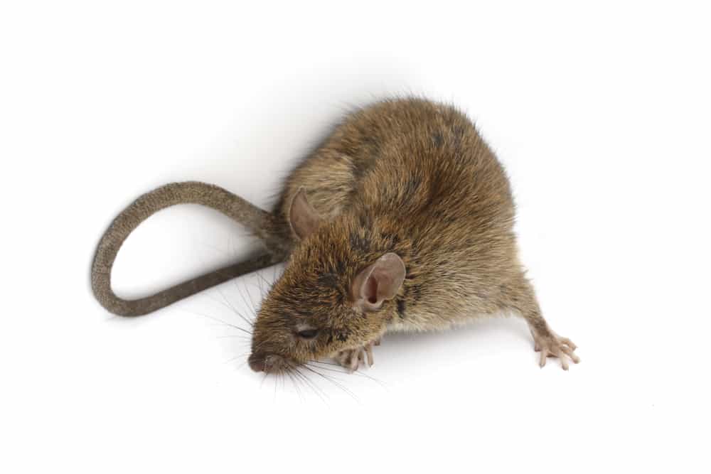 Are Glue Traps Humane for Mice