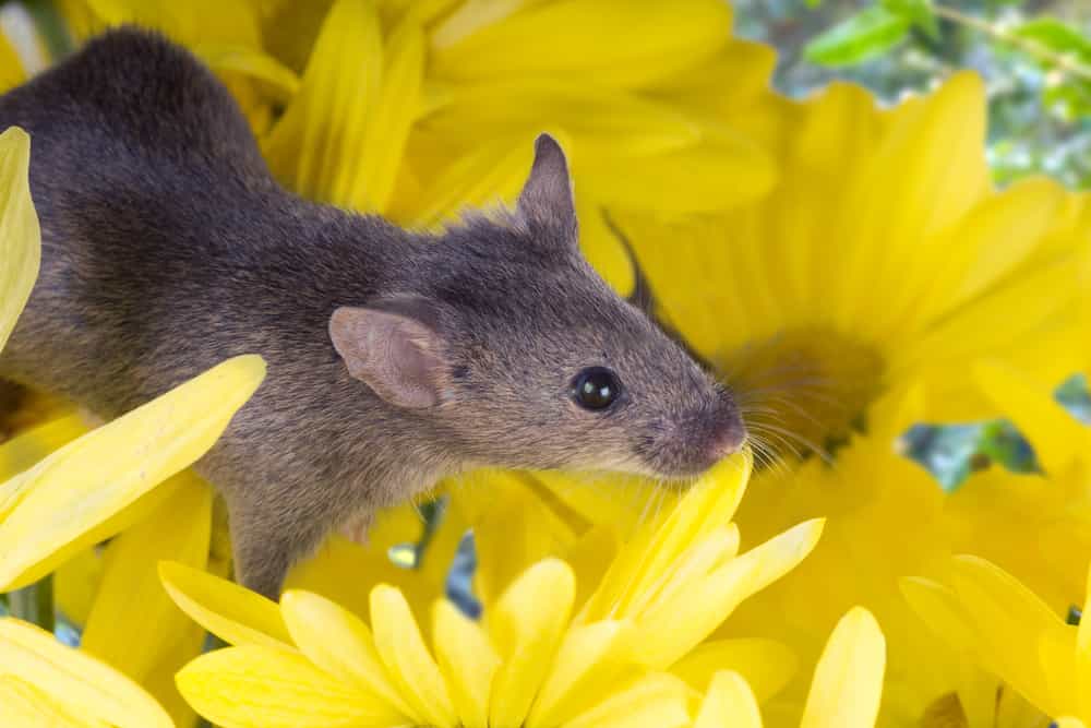 Do Mice Travel Through Air Vents?