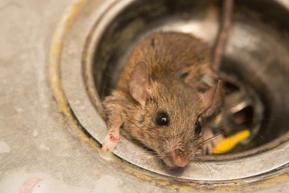 Do Rats Emit a Smell Just by Being Present