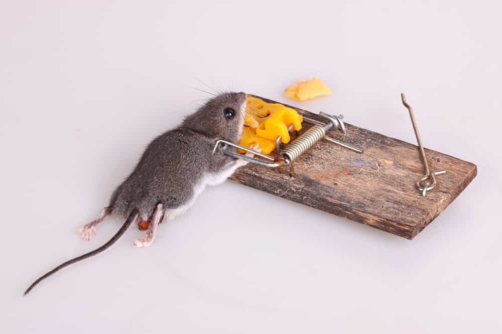 How Well do Mice Traps from Stores Work
