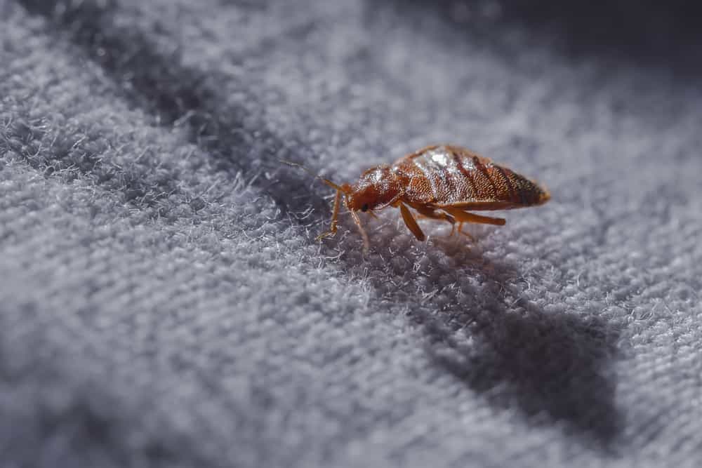 What Can I do when I tidy my house for extra security against bed bugs