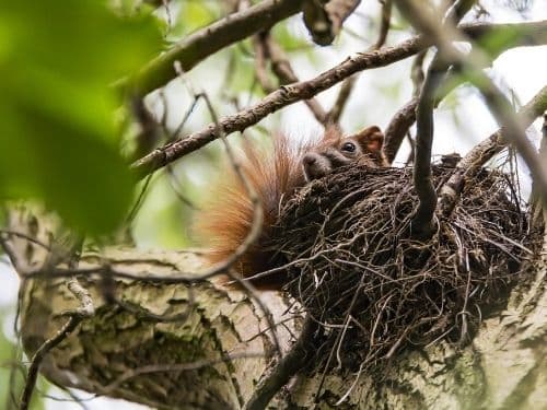 how to properly remove squirrel nest