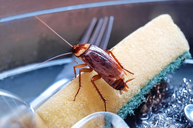 How to Get Rid of Roaches in the Dishwasher