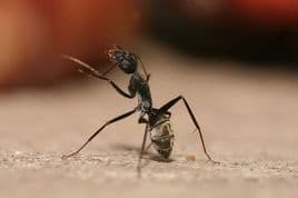 Carpenter ants - Ant Control Kitchener