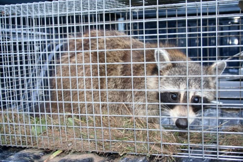 expert raccoon removal kitchener