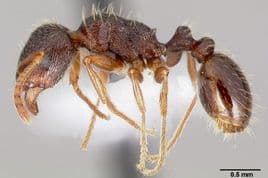 Pavement Ants - Ant Control Kitchener