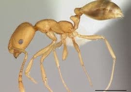 Pharaoh ants - Ant Control Kitchener