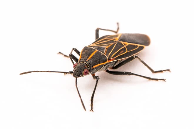 what-are-bugs-that-look-like-the-boxelder-bug
