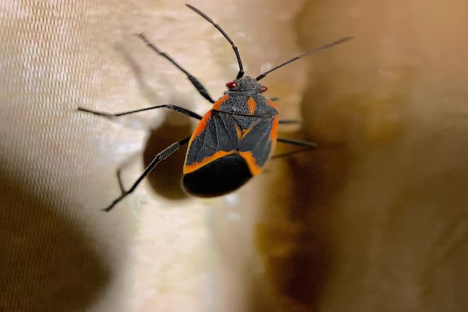 why-would-a-boxelder-bug-come-inside-of-my-house