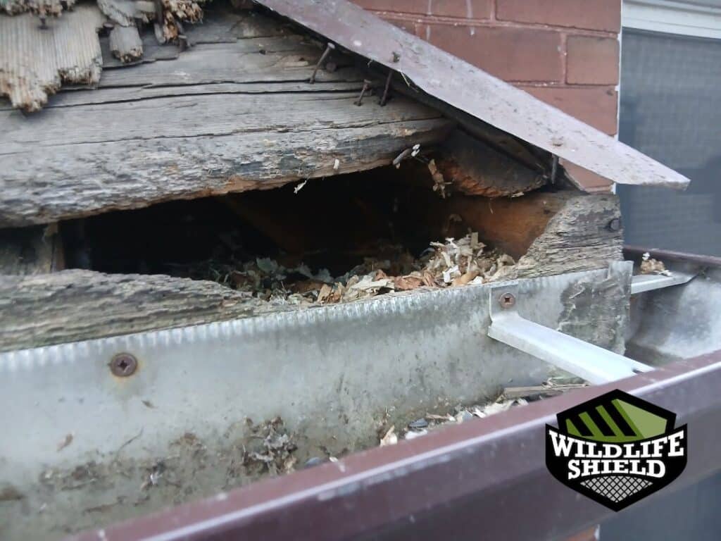 Squirrel Entry Point Repair and Exclusion – Waterloo