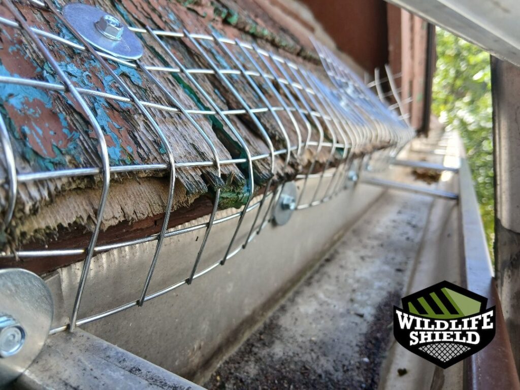 wildlife proofing waterloo