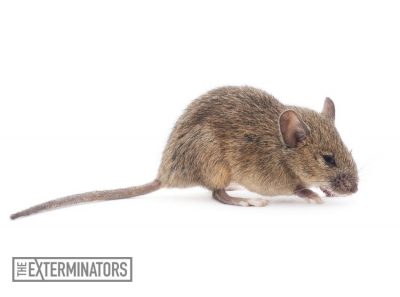 rodent extermination mouse control Kitchener